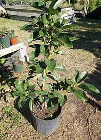 Grafted Mexicola Grande Avocado Tree 2-4FT tall, Cold Hardy. We ship TO ALL STATES